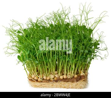 Micro green sprouts of peas isolated on white Stock Photo