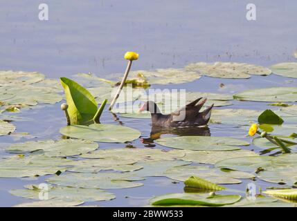 Germany, Bavaria, Common moorhen (Gallinula chloropus) swimming in Chiemsee lake Stock Photo