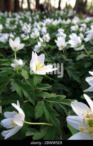 Germany, Bed of blooming wood anemones (Anemone nemorosa) Stock Photo