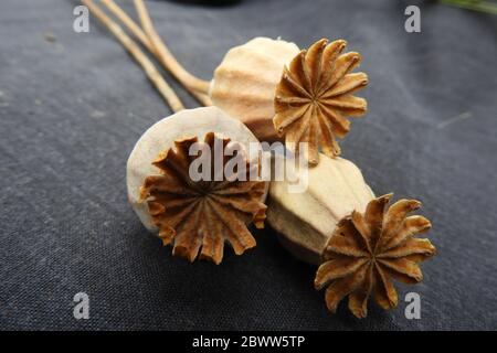 Dried poppy seed heads Stock Photo