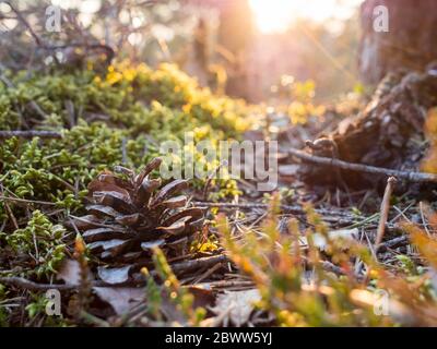 Germany, Close-up of pine cone lying on ground in Upper Palatinate Forest Stock Photo