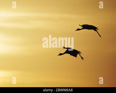 Demoiselle Crane - Dawn flight against yellow sky Grus virgo Khichan, Rajasthan, India BI032320 Stock Photo