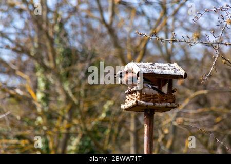 Germany, Bavaria, Wurzburg, Eurasian jay (Garrulus glandarius) perching on edge of bird feeder Stock Photo