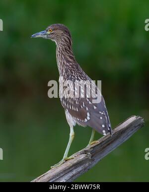Black-crowned Night Heron (Nycticorax nycticorax) juvenile standing on a log hunting over a local pond in Ottawa, Canada Stock Photo