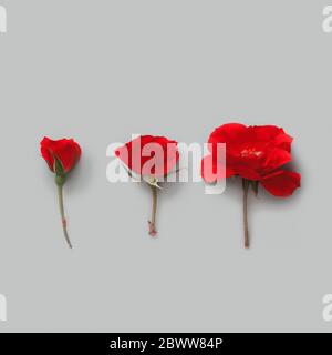 Three Red Roses on a grey background top view Stock Photo