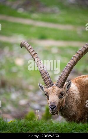 portrait of an impressive male ibex in Engadine Stock Photo