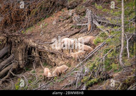 group of subadult male ibexes in the forest in Engadine Stock Photo