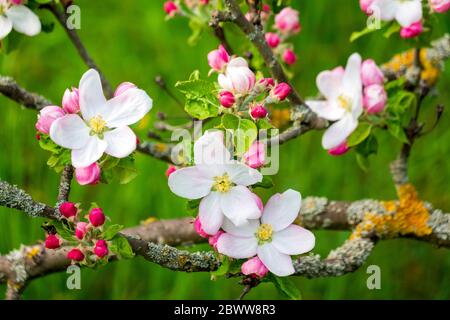 Germany, Branches of blossoming apple tree Stock Photo