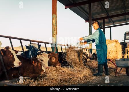 Young farmer wearing blue overall while feeding straw to calves on his farm Stock Photo