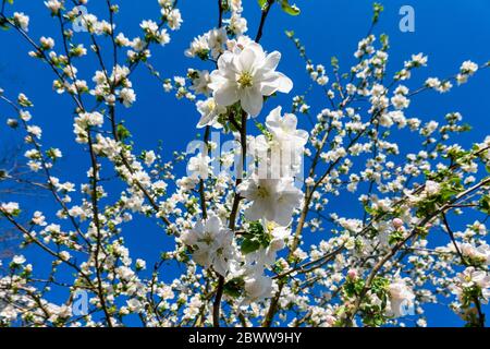 Germany, Branches of blossoming apple tree Stock Photo