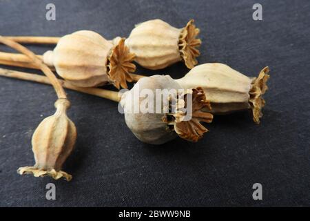 Dried poppy seed heads Stock Photo