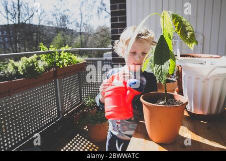 Cute girl watering avocado plant in balcony during sunny day Stock Photo
