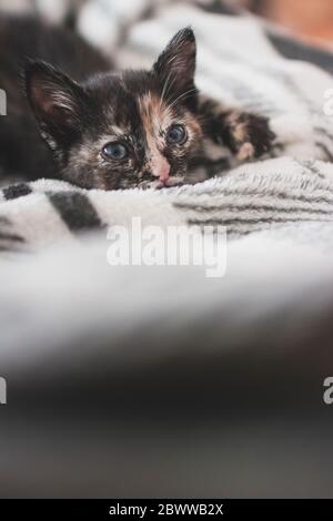 Portugal, Portrait of cute kitten lying on blanket Stock Photo