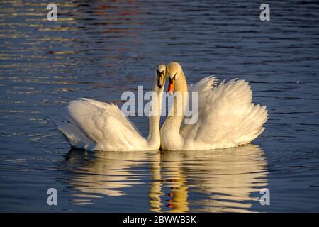 Germany, Portrait of mute swan (Cygnus olor) couple swimming together Stock Photo