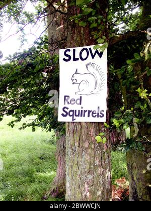 Red Squirrel warning sign on a road in the Northern Pennines, England. A species of tree squirrel and has had it's numbers decline in Europe by the hu Stock Photo