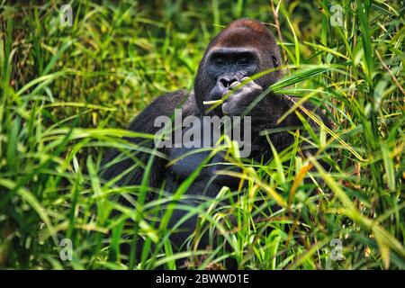 Central African Republic, Portrait of western lowland gorilla (Gorilla gorilla gorilla) sitting in grass Stock Photo