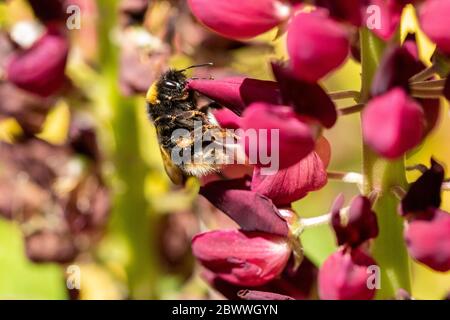 Bumble bee on purple lupin collecting pollen in a garden in bright sunlight. Macro image showing close-up detail. Stock Photo