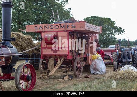 Ransomes threshing machine powered by a traction steam engine harvesting wheat and straw Stock Photo