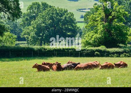 Cows laying in a field near Sibdon Carwood, near Craven Arms, Shropshire Stock Photo