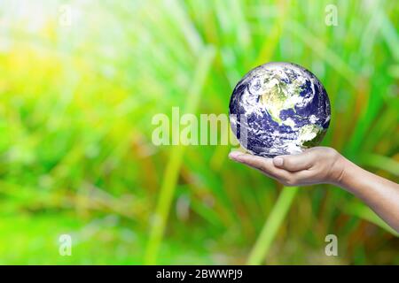 World in Hand and Green Rice Field Background with Space for Text, Suitable for Business and Environment Concept. Elements of this Image Furnished by Stock Photo