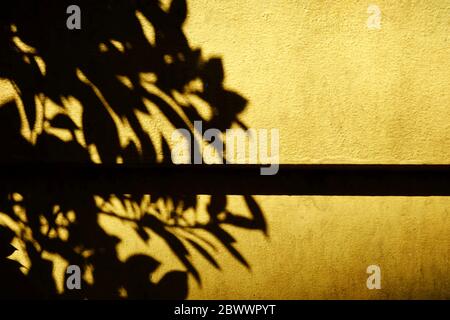 Leaves Shadow on Yellow Painting on Concrete Wall Texture Background. Stock Photo