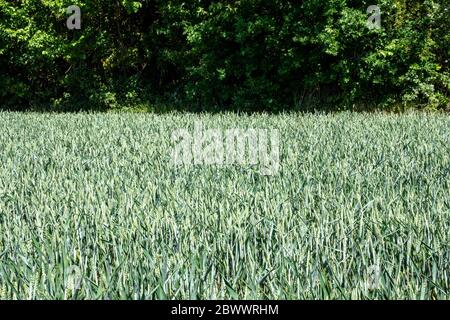 Close up area of young unripe wheat field against a hedge of trees Stock Photo
