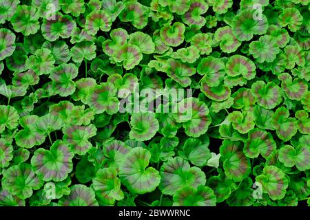 green geranium plants abstract pattern Stock Photo