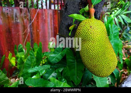 Close up Jackfruit in the Garden. Stock Photo