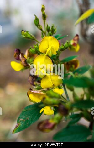 A closeup of rattlepods. Crotalaria is a genus of flowering plants in the legume family Fabaceae commonly known as rattlepods. The genus includes abou Stock Photo