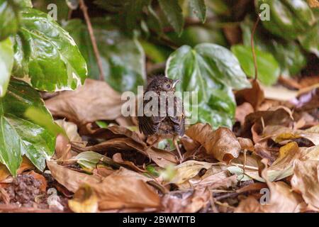 Fledgling robin perched on ground Stock Photo