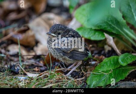 Fledgling Robin perched on ground Stock Photo