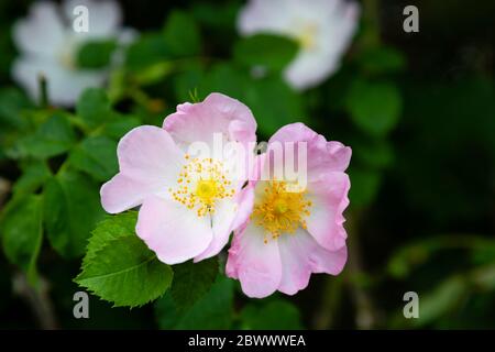 Pink Dog Rose flower, Rosa Canina, in bloom in a hedgerow. England Stock Photo
