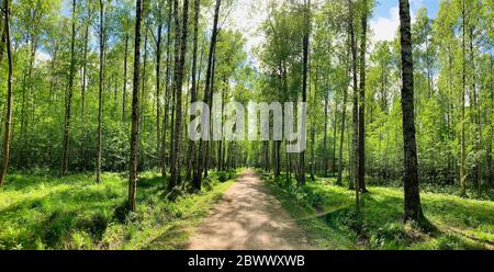 Panoramic image of the straight path in the forest among birch trunks in sunny weather, sun rays break through the foliage, nobody Stock Photo