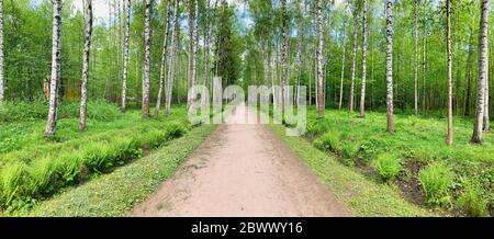 Panoramic image of the straight path in the forest among birch trunks in sunny weather, sun rays break through the foliage, nobody Stock Photo