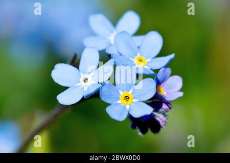 Wood Forget-me-not (myosotis sylvatica), close up of a group of the familiar but larger blue flowers, isolated against an out of focus background. Stock Photo