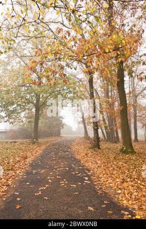 road flanked by trees in a foggy autumn morning Stock Photo - Alamy