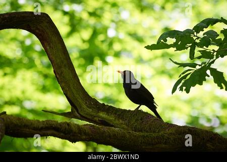 Common blackbird bird in thye forest (Turdus merula) Stock Photo