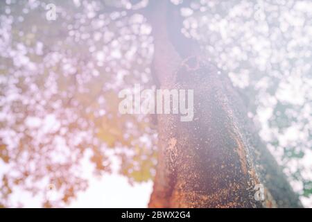 Blurred Top View of Big Tree in the Park with White Light Leak, Suitable for Natural Concept and Background. Stock Photo