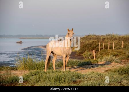 Camargue white horse, South of France Stock Photo