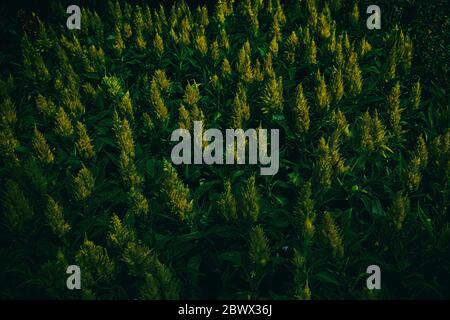 Cockscomb or Chinese Wool Flowers in the Dark Tone. Stock Photo