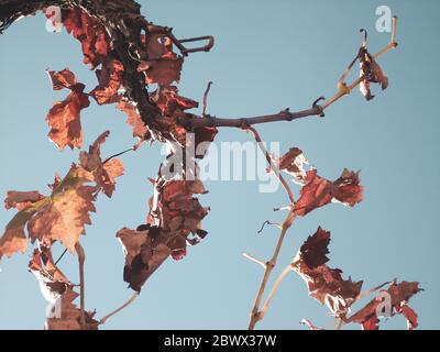 Wine grapevine plant on autumn on a beautiful sky Stock Photo