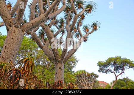 Canary Islands Dragon Tree inside the La Alameda Gardens which are a botanical gardens in Gibraltar, British overseas territory. Stock Photo