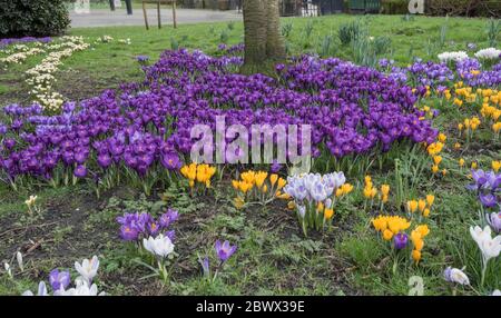 Crocus bulbs flowering at springtime in Alexandra Park, Glasgow, Scotland. Stock Photo