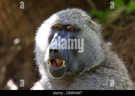 One baboon has found a fruit and eats it Stock Photo