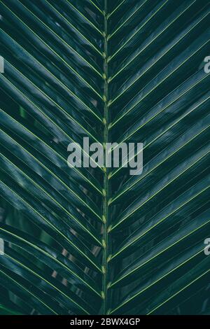 Close up Coconut Leaf Texture Background. Stock Photo
