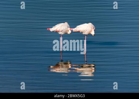 Greater flamingo (Phoenicopterus roseus) resting in Lake Kerkini in Greece Stock Photo