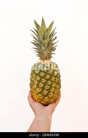 Female Hand Holding Whole Pineapple with White Background Stock Photo