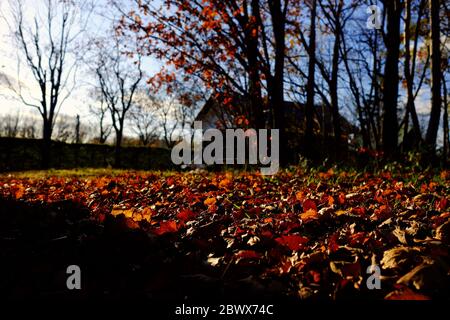 Maple Falling Leaves and Sunset Beam on Ground in the Backyard. Stock Photo