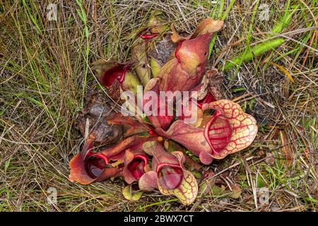 Sarracenia purpurea ssp. venosa var. burkii in Liberty County, Florida, USA Stock Photo