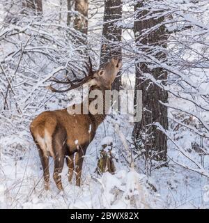 Male red deer buck feeding on branches with snow in the winter Stock Photo